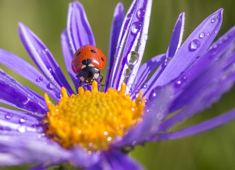 After a rain.The ladybug on a lilac flower after a rain dries in the sun. © vicant