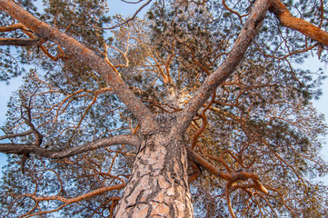 сосна, небо, сосна вид снизу, ветки