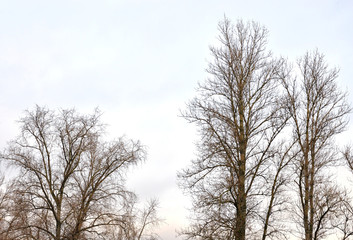 Poplar without leaves.
