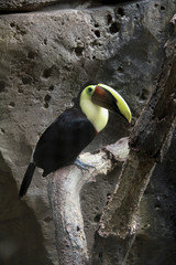 Fototapeta premium Tucán árbol