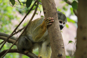 Mono árbol