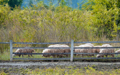 Brown sheeps walking to farm gate at farmland in the mountain.