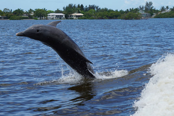 A dolphin following a boat in Ft. Myers Beach in Florida on a summer day.