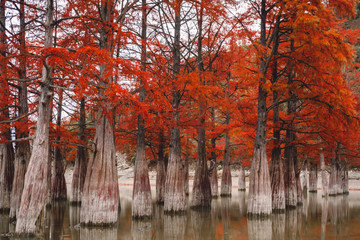 Red swamp cypresses, autumn landscape with trees and water