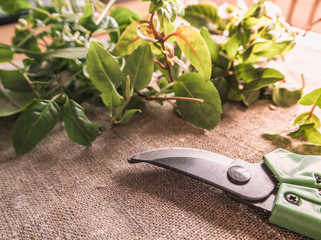 Secateurs and cut the sprouts of the plant. Seasonal pruning of plants. Plant breeding fuchsias.
