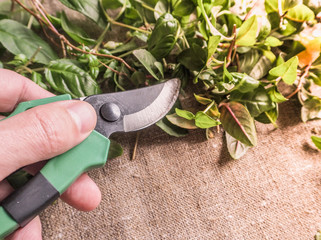 Secateurs and cut the sprouts of the plant. Seasonal pruning of plants. Plant breeding fuchsias.

