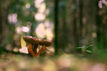 Dragon.Mushroom with three caps,as the dragon with three heads.