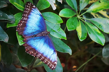 Brightly colored blue and black butterfly as it sits on a leaf in Key West, Florida.