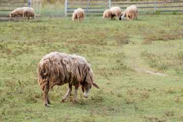 Obraz premium Dirty and brown sheep walking on green field in farm.