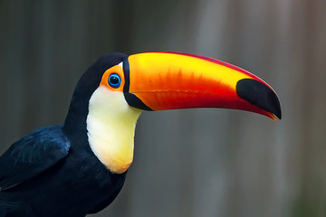 Close up wreathed Hornbill.