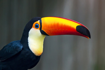 Naklejka premium Close up wreathed Hornbill.