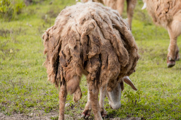 Obraz premium Dirty and brown sheep walking on green field in farm.