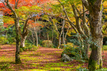 Colorful Autumn Leaf Season in Japan