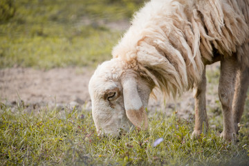 Naklejka na ściany i meble Brown sheep walking and seeking for grass to eat at farm.
