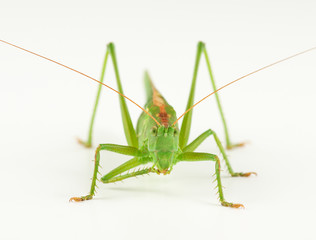 big green grasshopper