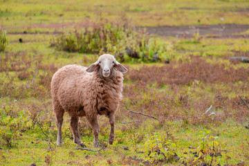 Obraz premium Brown sheep walking and seeking for grass to eat at farm.
