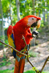 Scarlet Macaw - Copan, Honduras