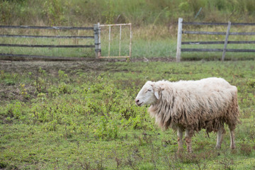 Brown sheep walking and seeking for grass to eat at farm.