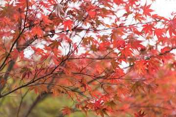 Autumn scenery of a Japanese garden