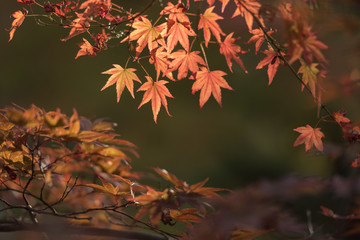 Autumn scenery of a Japanese garden