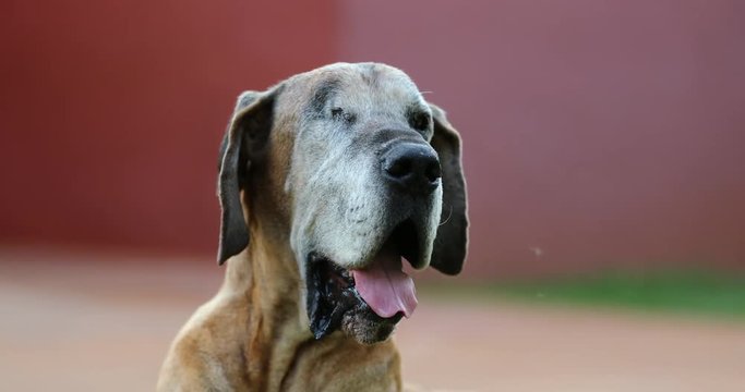 One-eye hurt old dog in 4K. Pure bred Great Dane dog with one-eye