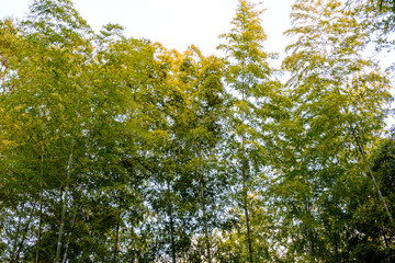 The Bamboo Forest at Kyoto, Japan