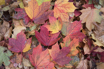 Naklejka na ściany i meble Autumn Leaves on the Ground