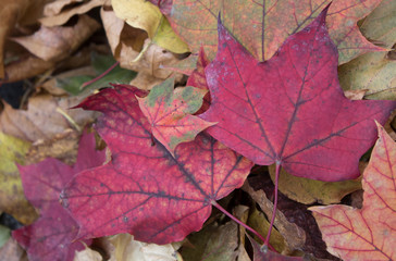 Autumn Leaves  on the ground