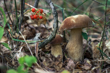 Дары осени.