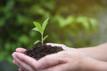 Hands holding a green young plant with sunlight