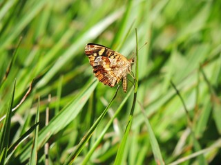 Mariposa en campo verde