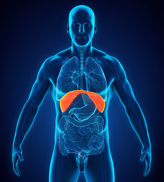 Human Diaphragm Anatomy