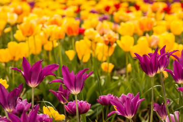 Field of Brightly Colored Tulips