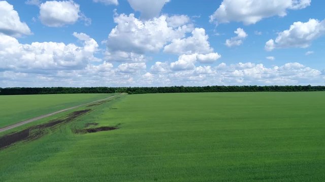 Rise on drone above green cereal field, Russia
