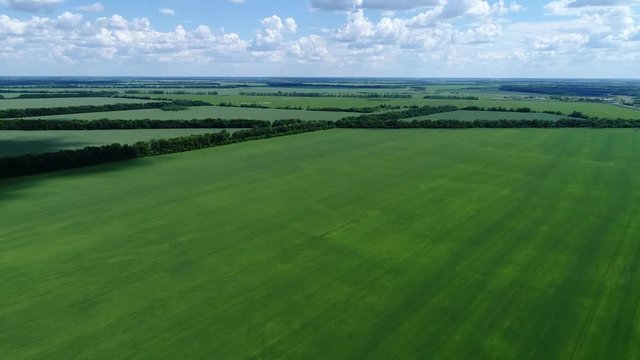 Rise on drone above green cereal field, Russia