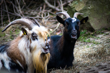 Ziegen