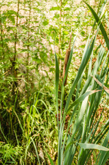 Soft focus of Typha flowering plants, also called bulrush, reedmace, cattail, corn dog grass 

