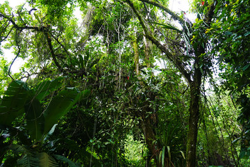 Mayan ruins in Palenque, Chiapas, Mexico. Palace and observatory.