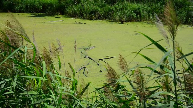 Wet river covered with duckweed