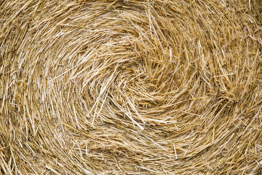 Isolated View of Round Golden Colored Bale of Hay