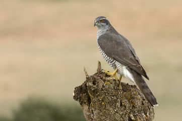 Northern goshawk, Accipiter gentilis