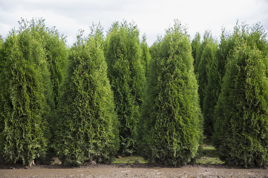 green, evergreen, pine, plant, nature, background, branch, fir, coniferous, hedge, leylandii, conifer, flora, natural, outdoor, foliage, texture, environment, christmas, bush, spruce, cupressocyparis,