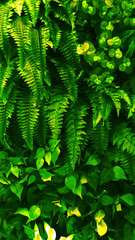 Tropical green leaf
