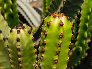 saftiger Kaktus in der Botanik