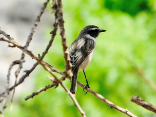 kleiner Vogel sitzt auf einem Zweig