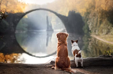 Zelfklevend Fotobehang Two dogs at the bridge © annaav