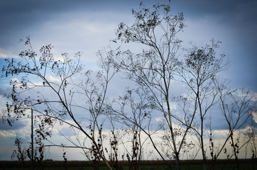 bare trees at winter and blue sky with clouds
