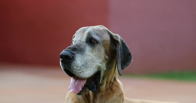 One-eyed dog. Portrait of one-eye pure bred great dane dog