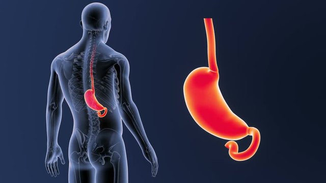 Stomach zoom with Skeleton