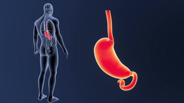 Stomach zoom with Organs